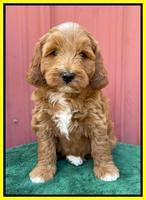 Misha Rebel pups 6 wks old 241