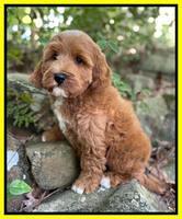 Misha Rebel pups 8 wks old 11100