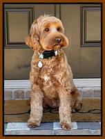 Misha 2 yo new groom 2 22