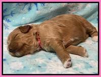 Misha Boots 2 week old pups 11