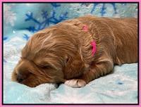 Misha Boots 2 week old pups 31