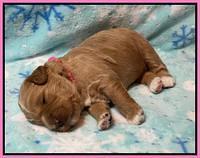 Misha Boots 2 week old pups 41