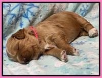 Misha Boots 2 week old pups 51