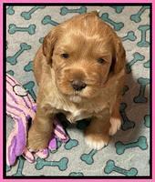 Misha Boots 3 week old pups 211