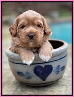 Misha Boots 3 week old pups 41