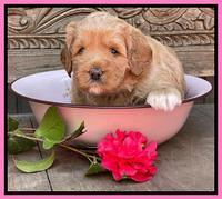 Misha Boots 4 week old pups 11