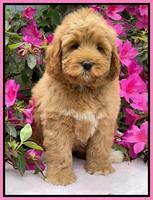 Misha Boots 8 week old pups 21