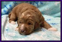 Misha Boots 2 week old pups 61