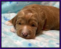 Misha Boots 2 week old pups 71