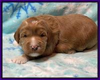 Misha Boots 2 week old pups 81