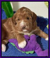 Misha Boots 3 week old pups 121