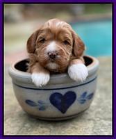 Misha Boots 3 week old pups 51