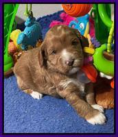 Misha Boots 3 week old pups 91