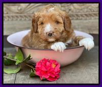 Misha Boots 4 week old pups 111