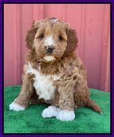 Misha Boots 5 week old pups 101