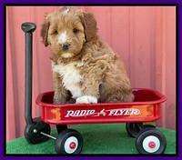 Misha Boots 5 week old pups 91