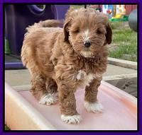 Misha Boots 5.5-6.5 week old pups 101