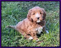 Misha Boots 5.5-6.5 week old pups 71