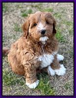 Misha Boots 7 week old pups 111