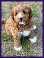 Misha Boots 7 week old pups 121