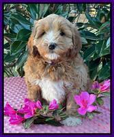 Misha Boots 7 week old pups 171
