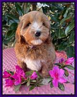Misha Boots 7 week old pups 181