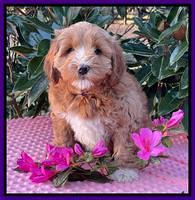 Misha Boots 7 week old pups 191