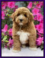 Misha Boots 8 week old pups 101