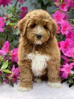 Misha Boots 8 week old pups 111