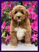 Misha Boots 8 week old pups 131