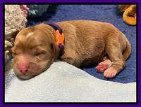 Misha Boots One week old pups 61