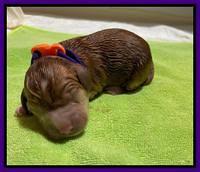 Misha Boots newborn puppies 21