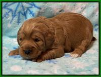 Misha Boots 2 week old pups 101