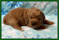 Misha Boots 2 week old pups 91