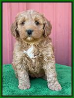 Misha Boots 5 week old pups 171