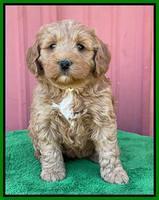 Misha Boots 5 week old pups 191