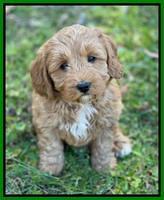 Misha Boots 5.5-6.5 week old pups 211