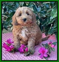Misha Boots 7 week old pups 231