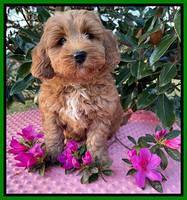 Misha Boots 7 week old pups 251