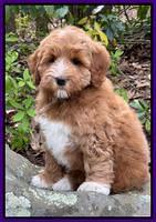 Misha Boots 8 week old pups 141