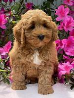 Misha Boots 8 week old pups 261