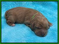 Misha Boots Newborn pups 51