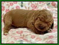 Misha Boots One week old pups 101
