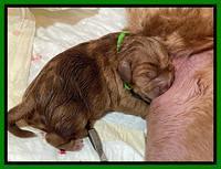 Misha Boots newborn puppies 51