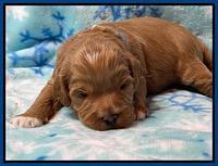 Misha Boots 2 week old pups 131