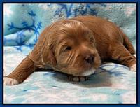 Misha Boots 2 week old pups 141