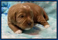 Misha Boots 2 week old pups 151