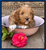 Misha Boots 4 week old pups 201