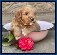 Misha Boots 4 week old pups 221