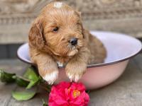 Misha Boots 4 week old pups 231